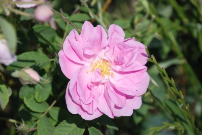 Rosa damascena II