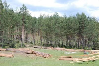 Holzindustrie im Dabras-Tal II